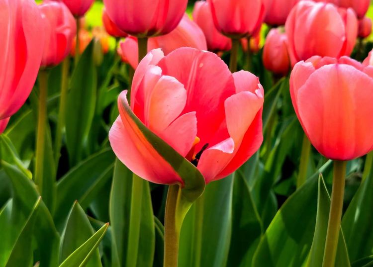 郁金香高贵典雅姿态万千,淡雅郁金香