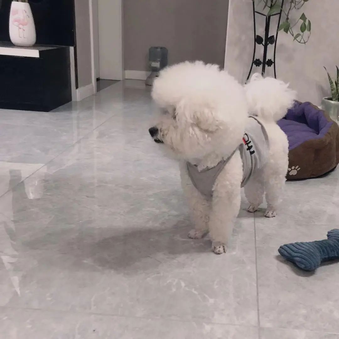 毛毛宠城堡新宠：吉米｜一只小狗的幸运之神，是妈妈呀