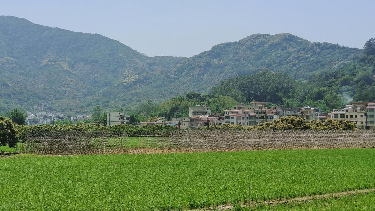 从化东成荷花园,从化摘荔枝之旅