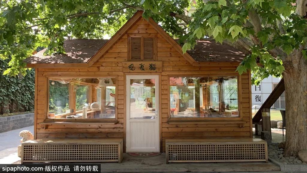 北京故宫的猫为什么叫御猫,故宫最萌的猫是什么猫