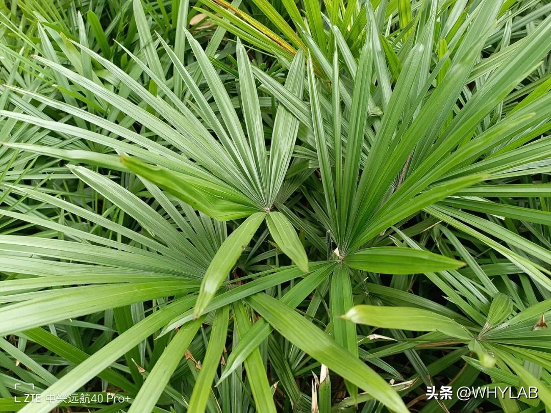 中兴远航40pro的优点和缺点,中兴远航40pro是什么制式