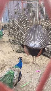 搞笑一刻：美女这波操作我还没见过，难道这样上车有什么说法？