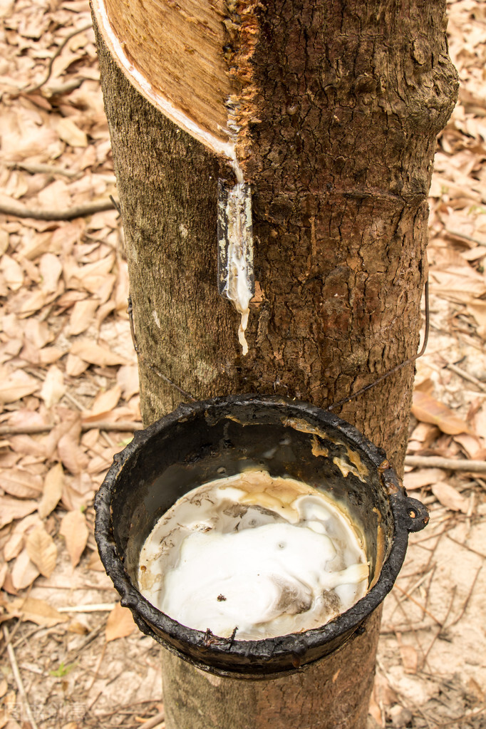 315打假报告真的假的,315曝光的乳胶枕