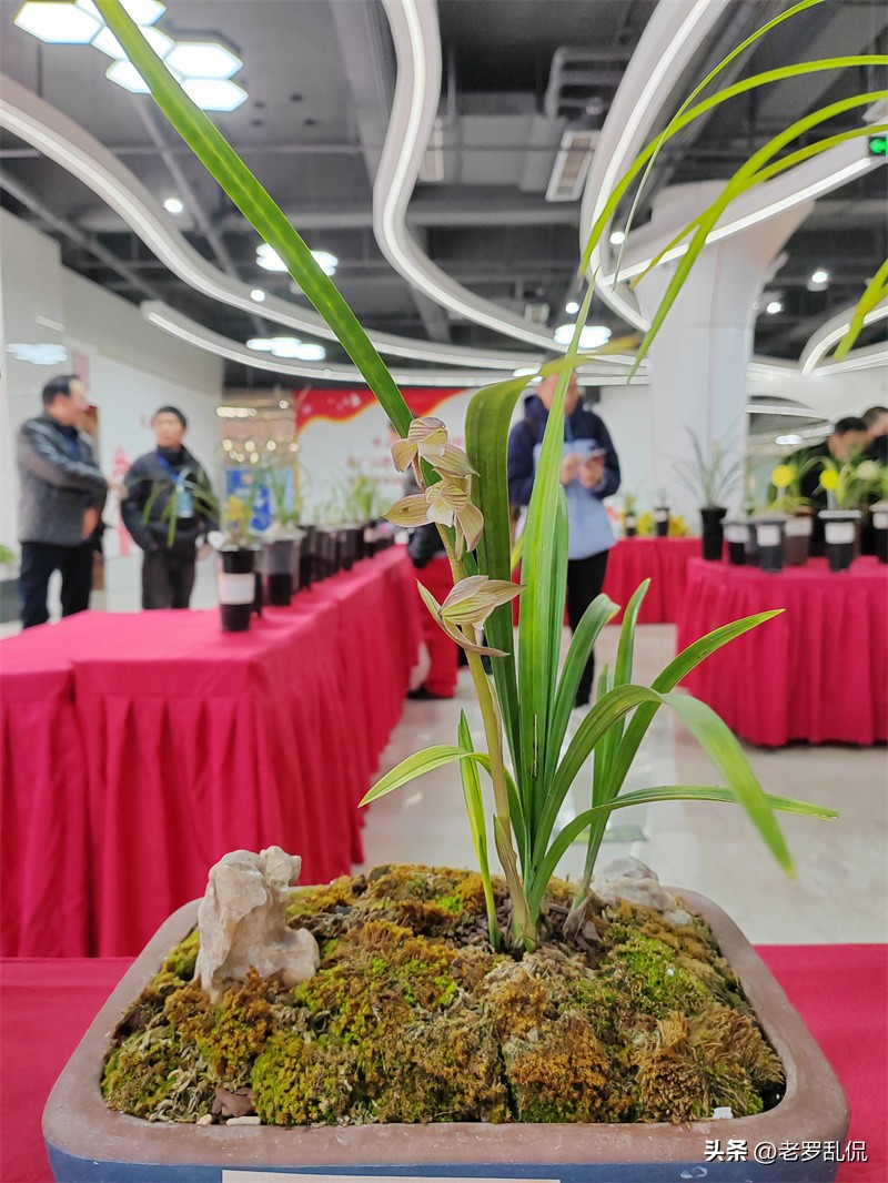 兰花齐放争奇斗艳太美了,众多兰花盛开