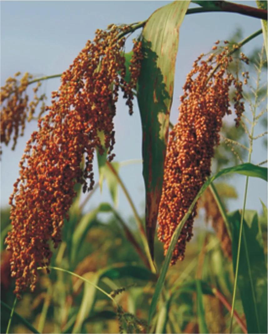 高粱品种图片大全,高粱乌米图片