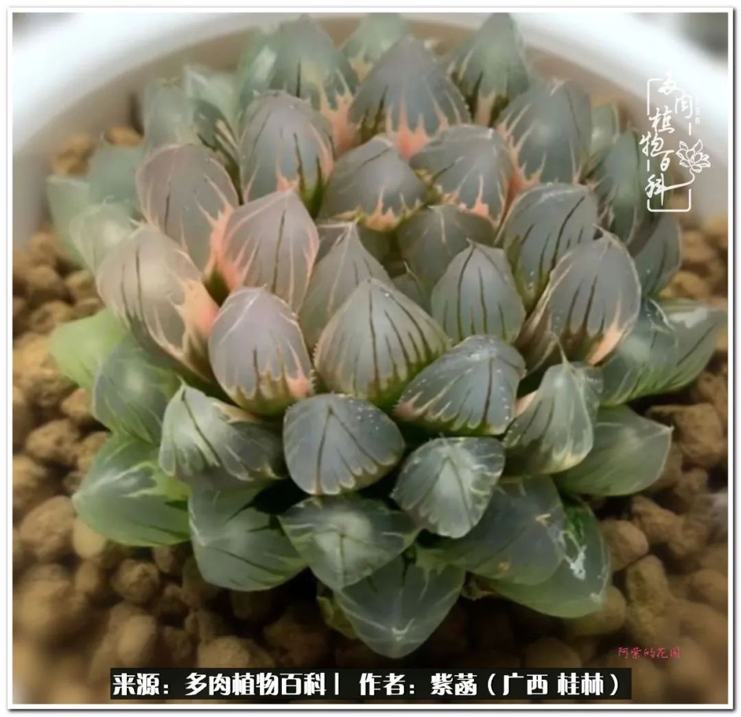 酷暑里的关爱，如十二卷般透亮绵长