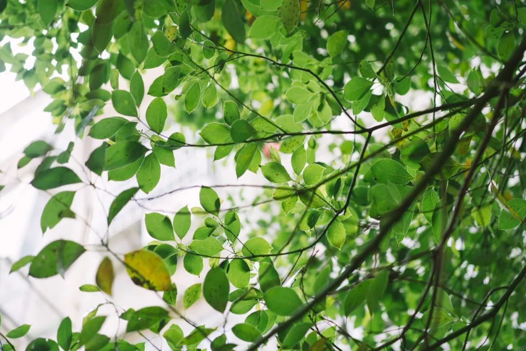 仲夏月夜诗词,仲夏诗词朗读