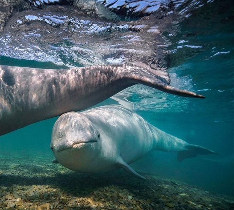 一组真实的照片:120米的长距离水漂,墨西哥的陶土武士