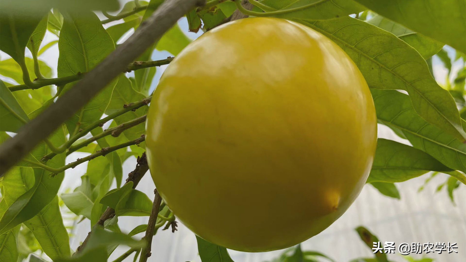 果冻果是什么,果冻果是什么东西