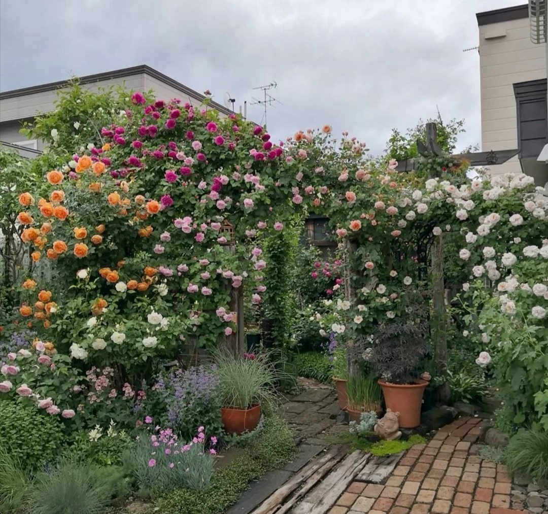 春天种的花花草草,9种花掐根枝就能活不用管就爆盆
