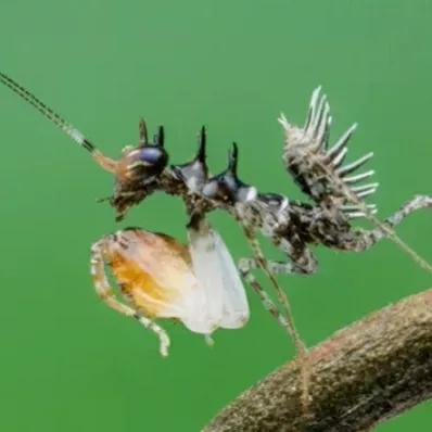 螳螂吃掉自己丈夫的头,螳螂为什么吃掉配偶螳螂吃蛇