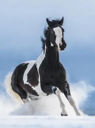 养精蓄锐蓄势待发,养精蓄锐蓄势待发重振雄风