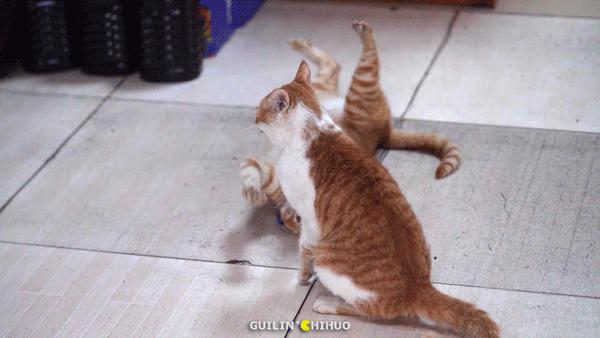 老字号石锅鱼31年老店,温岭石锅肥肠鱼