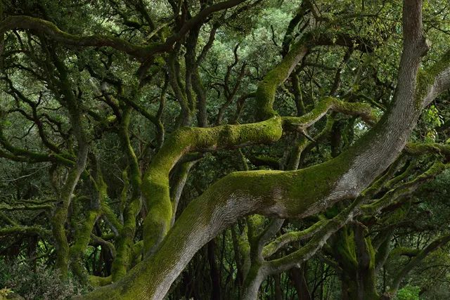 尼康数码单反发展史,尼康历代单反黄金年代