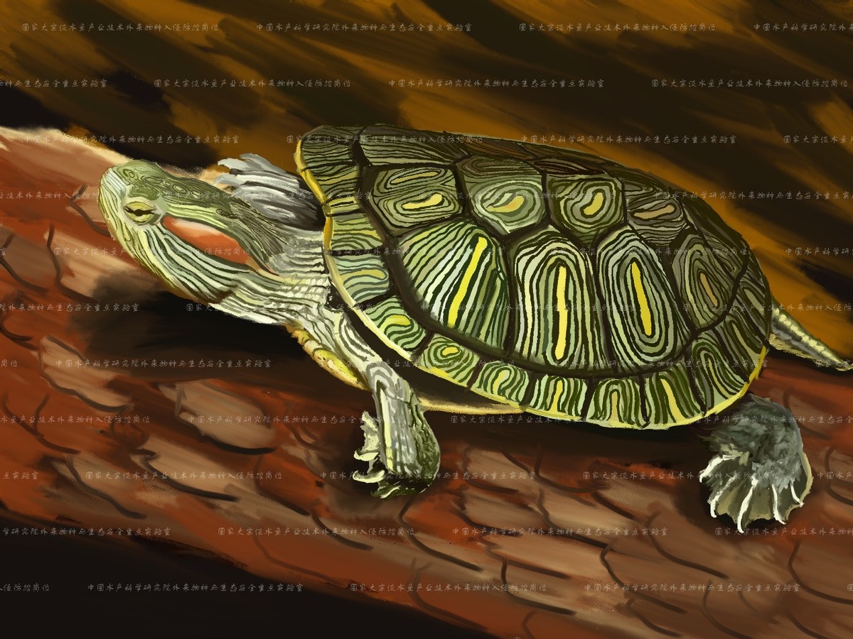 外来入侵水生动物福寿螺,外来水生生物入侵措施