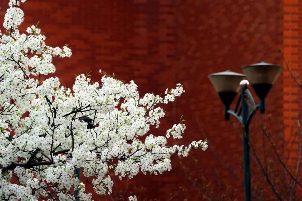 国家专项计划郑州大学,国家对郑州大学的支持力度怎么样