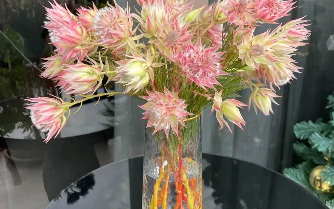 鲜花在水里能养几天会死,新加坡盆栽花卉怎么养