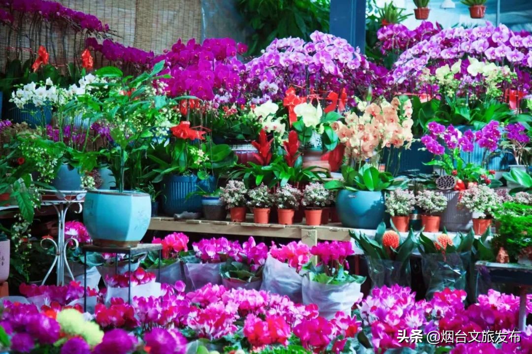 烟台祥和花鸟市场,烟台花鸟市场