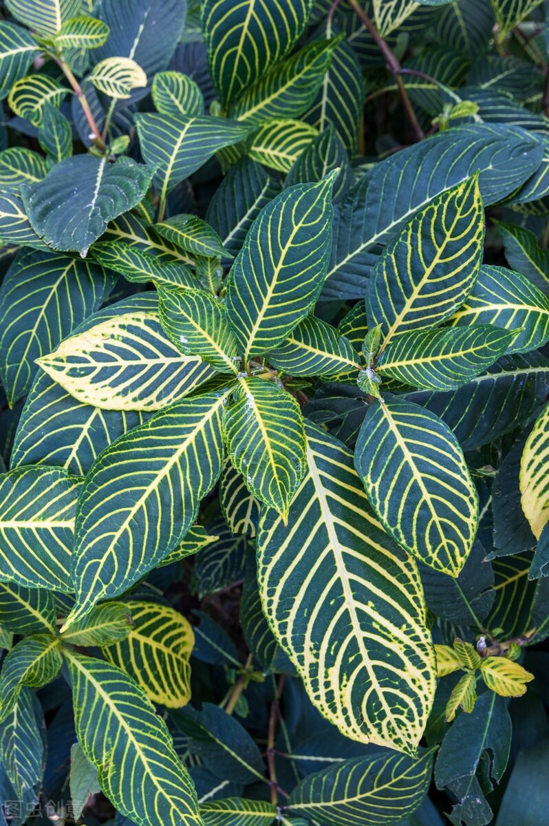 太实用了！45种常见植物养殖方法大全