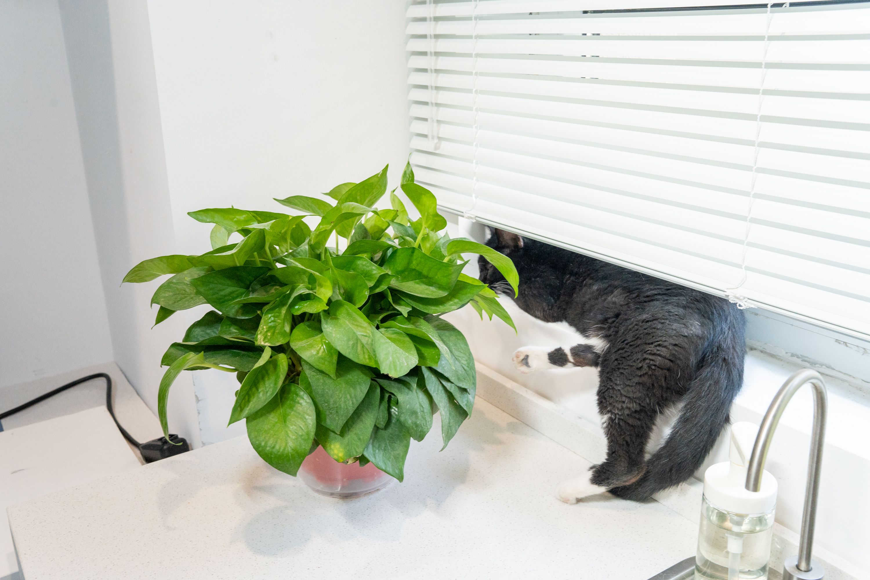 低楼层家里暗怎么解决,低楼层采光神器