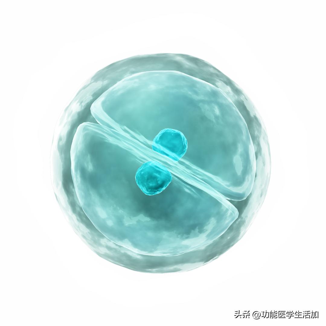 一文读懂念珠菌过度生长