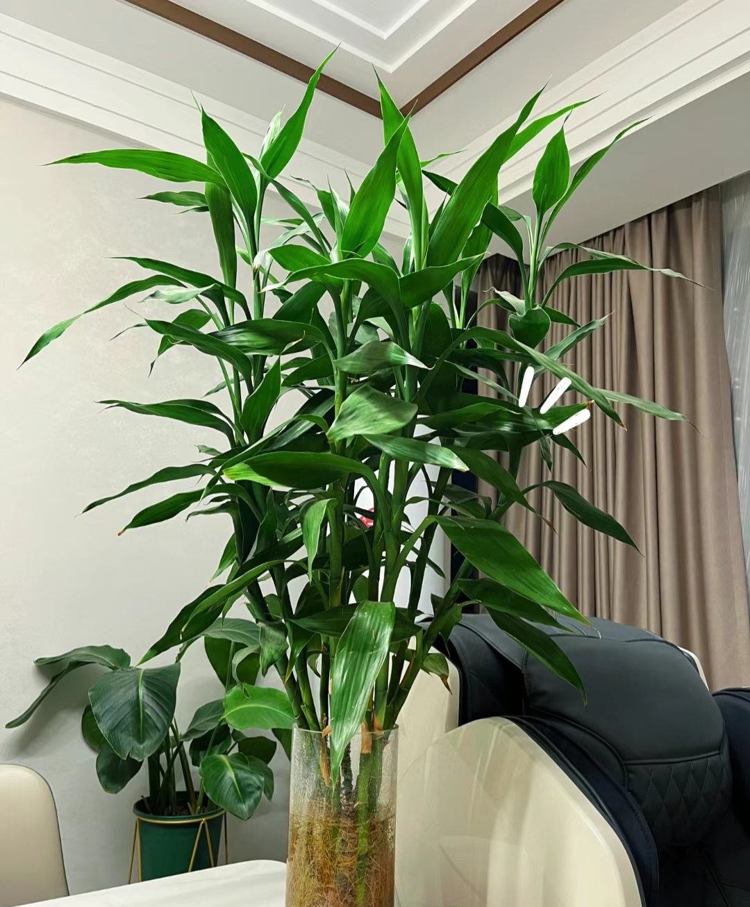 走霉运养什么花旺财运呢,养什么花好运气又旺财