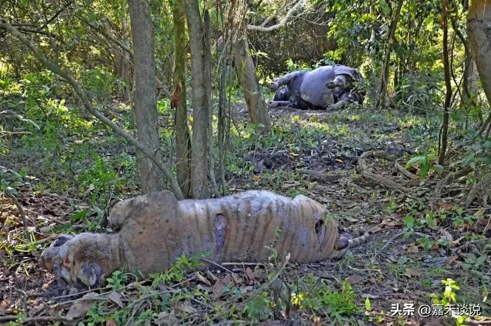 虎王战斗力前十排名,虎王战斗力排名前十介绍