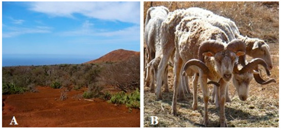 索科罗岛美利奴羊羔的形态描述和体重预测