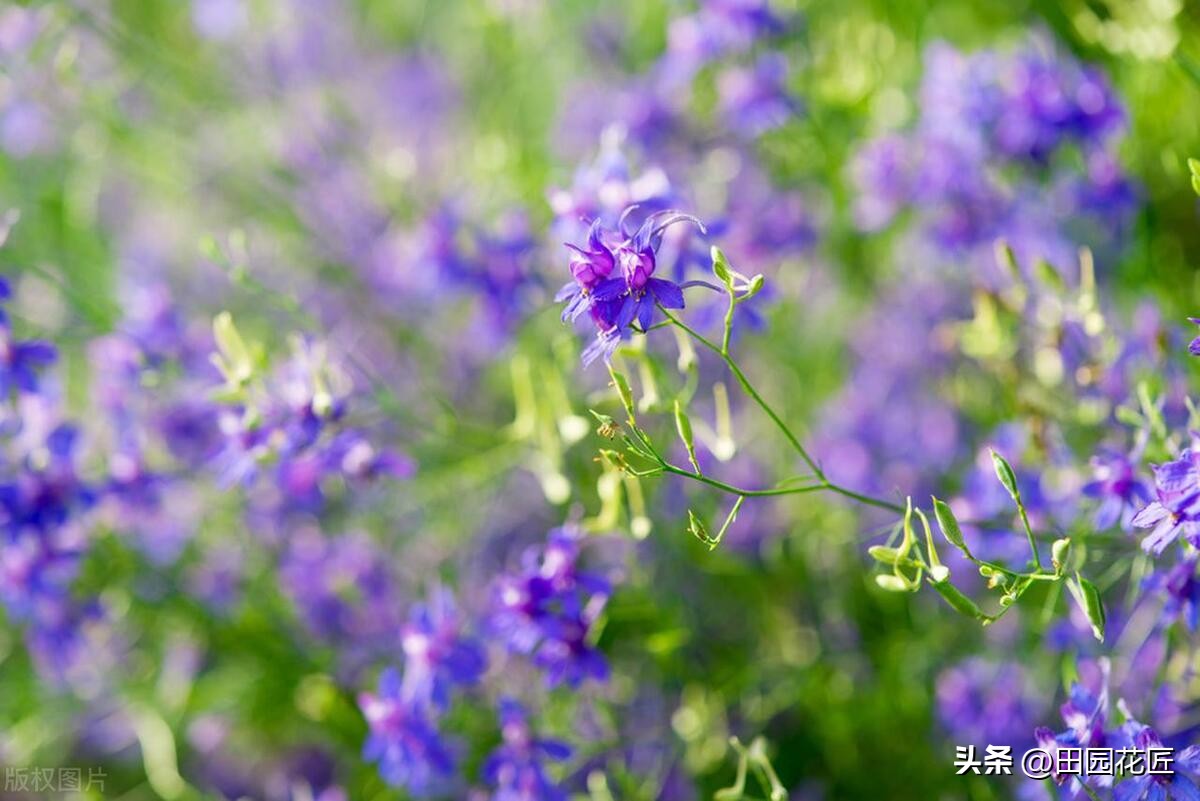 矢车菊好看又好养,矢车菊是草花吗怎么养