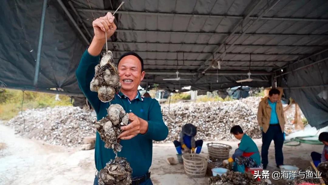 走近中国生蚝之乡:以数字转型造美丽乡村“品牌强衣”