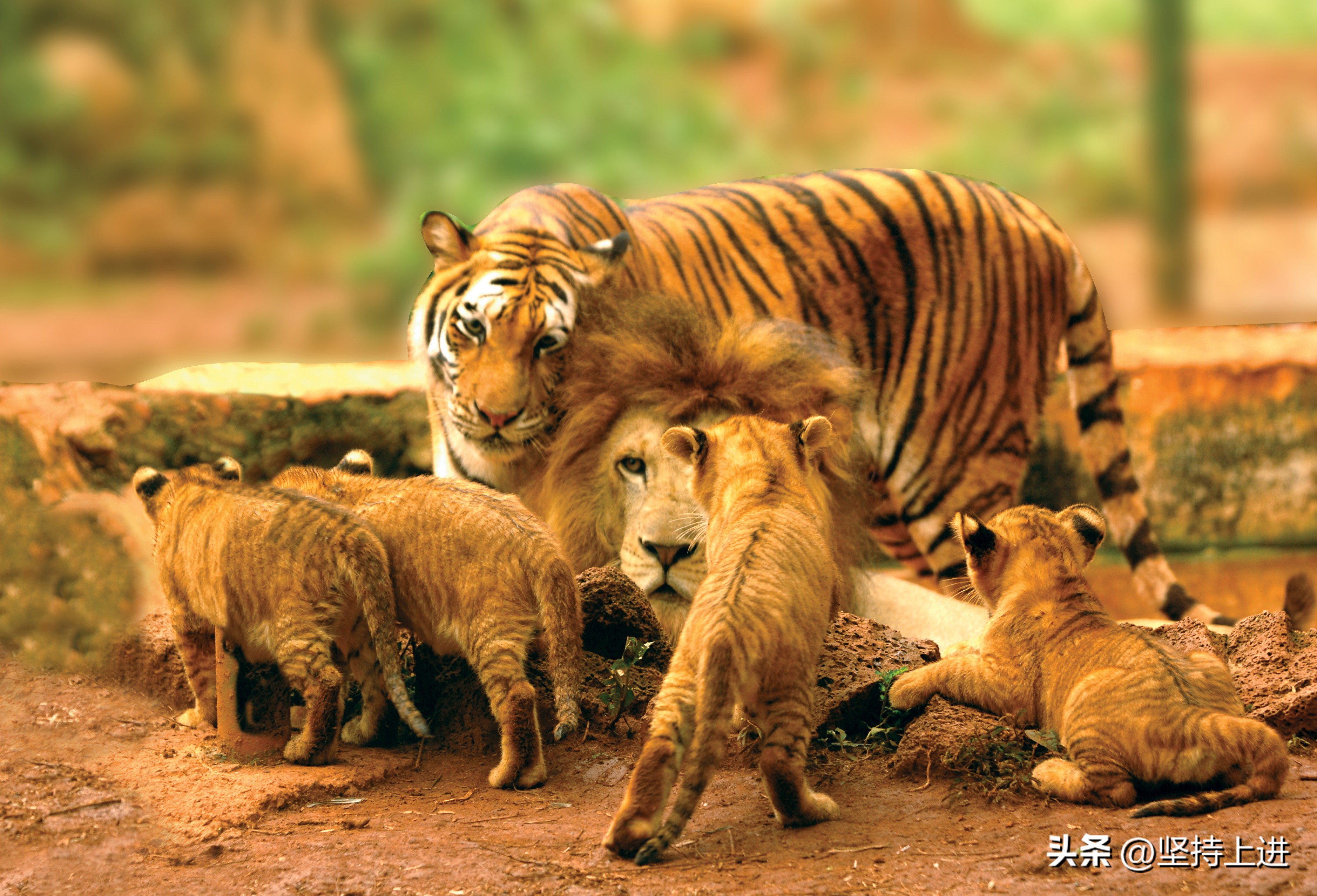 中国十大动物园排行榜,全国十佳动物园有哪些地方