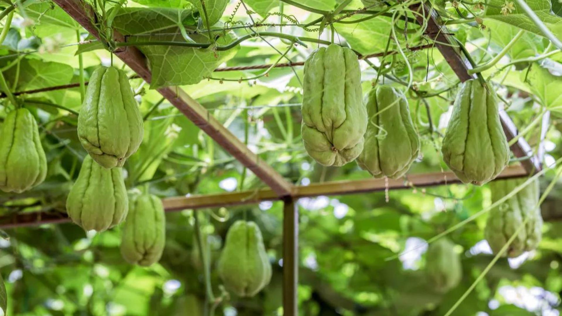 佛手瓜催芽育苗的全过程,种佛手瓜的方法以及幼苗怎么培养