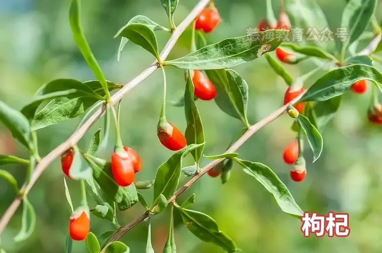 比枸杞子补肾更厉害的中药,每天学一味中药枸杞子