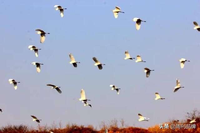 石川河畔生态美天蓝水碧白鹭飞