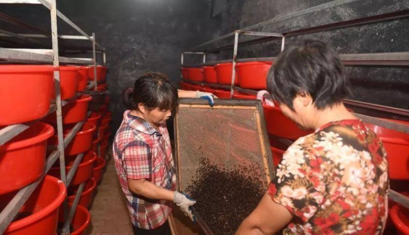 山东大叔养了10亿只蟑螂,公务员辞职养蟑螂现在成亿万富翁