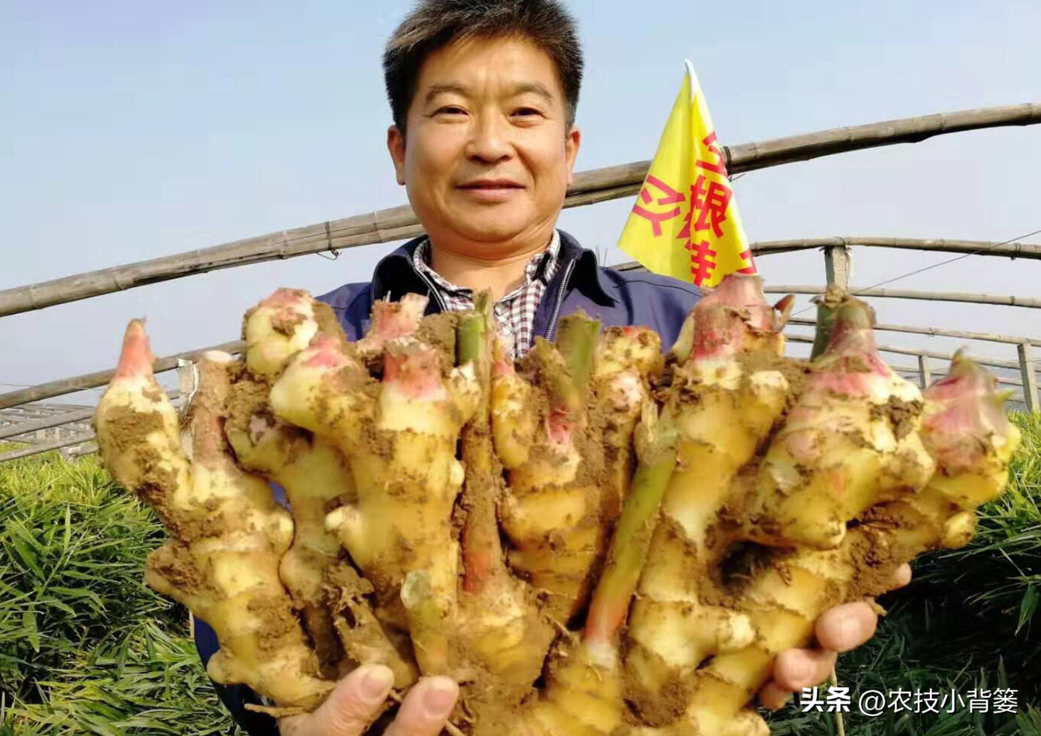 生姜高培土,生姜培土每次培多深