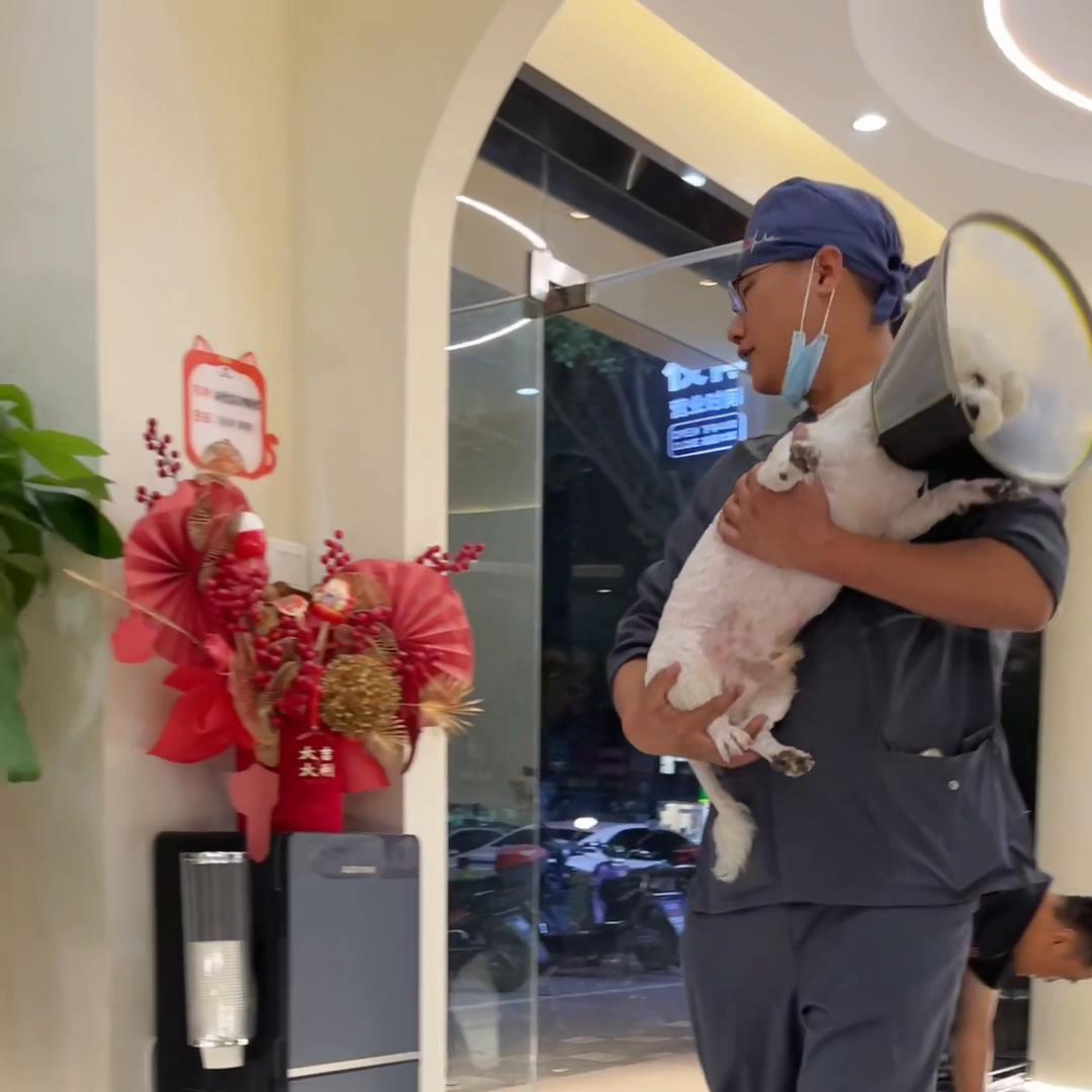 狗狗滴驱虫药过敏身上烂了,狗狗体外驱虫后全身痒