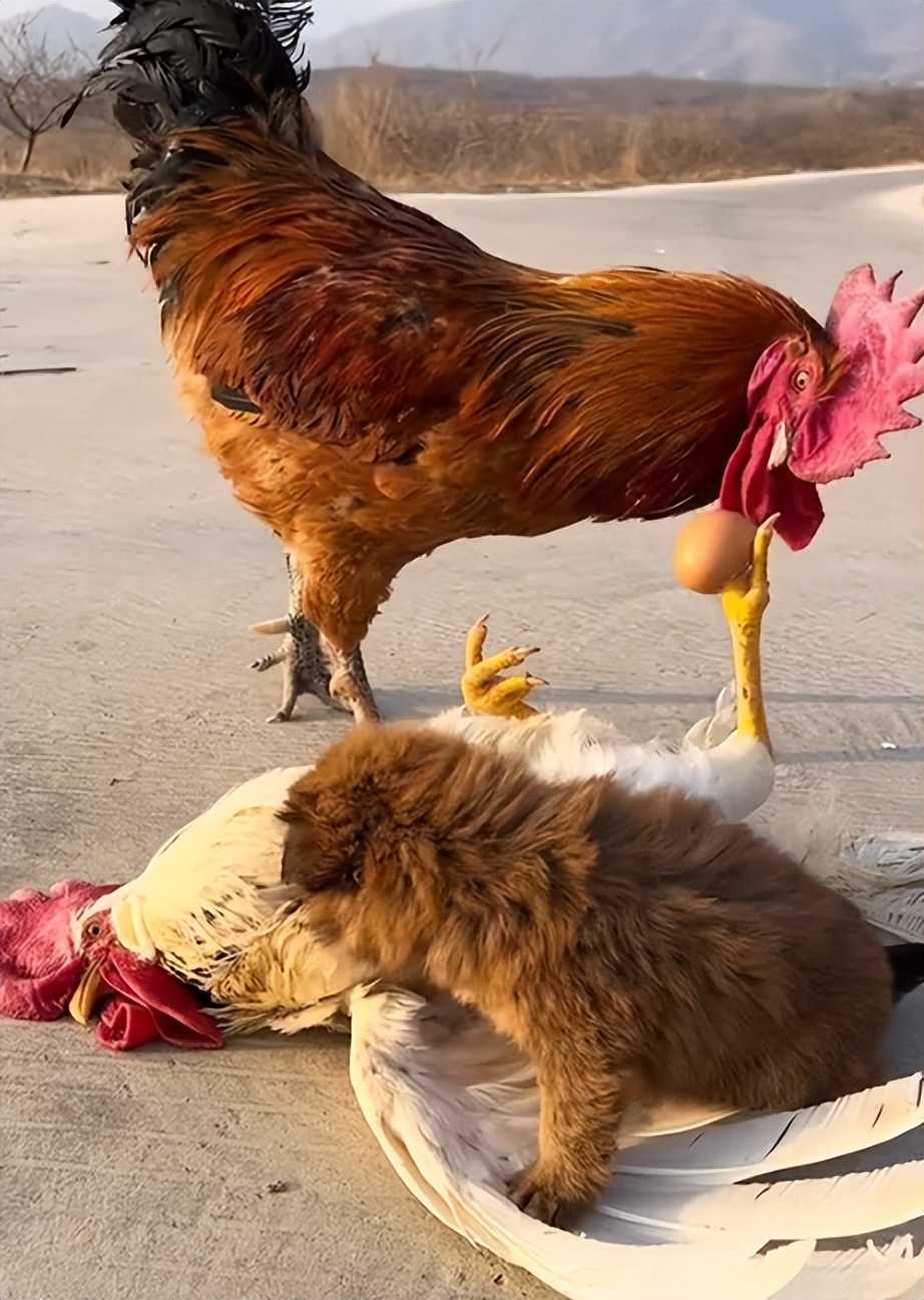 “狗界巅峰”：“把鸭当妈”骑鸭背上，全网最萌小狗吸粉550万