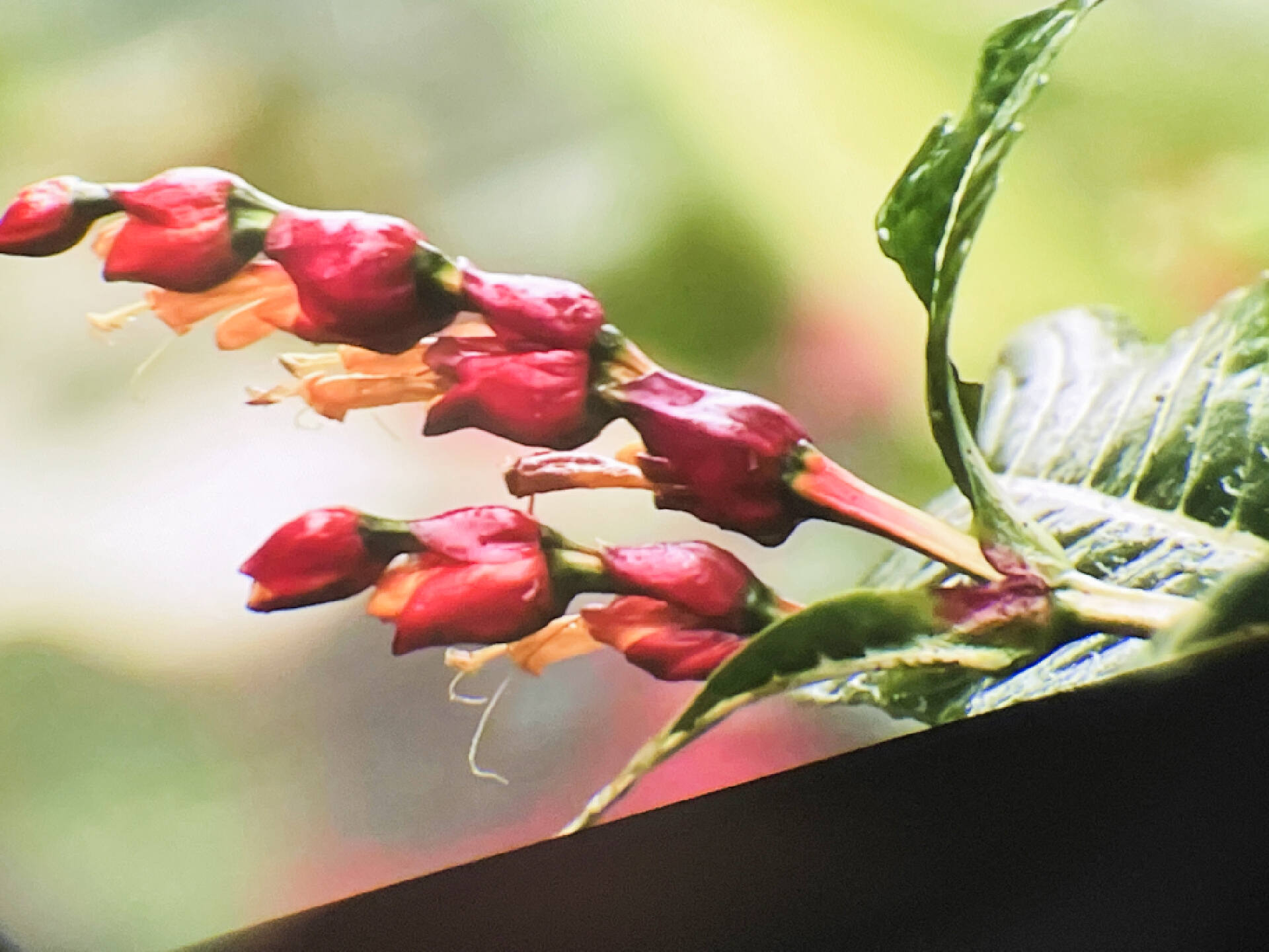 苹果vr什么时候发布,goovisg3maxvr头显发布