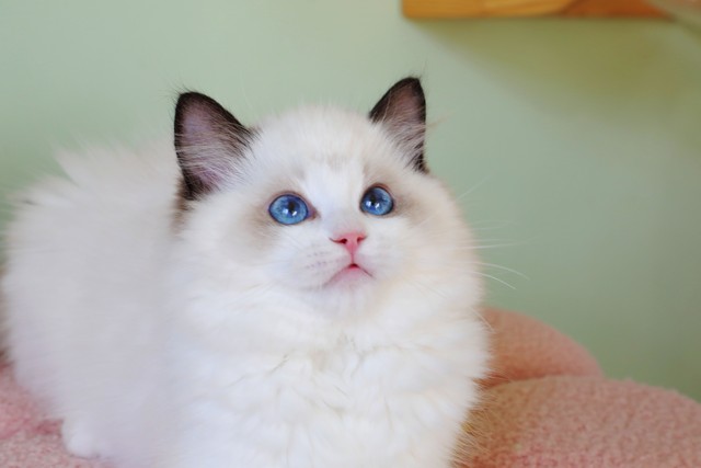 新手养猫入门指南新晋铲屎官,铲屎官最容易忽略的五点养猫常识