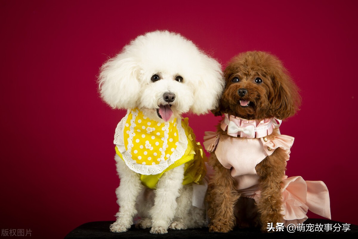 初学者好养的宠物犬有哪些,懒人适合养的宠物犬有哪些