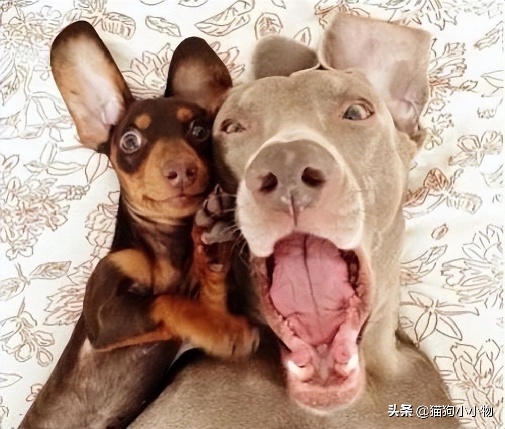 狗狗常见的4种“交配”方式，网友直呼：绝了