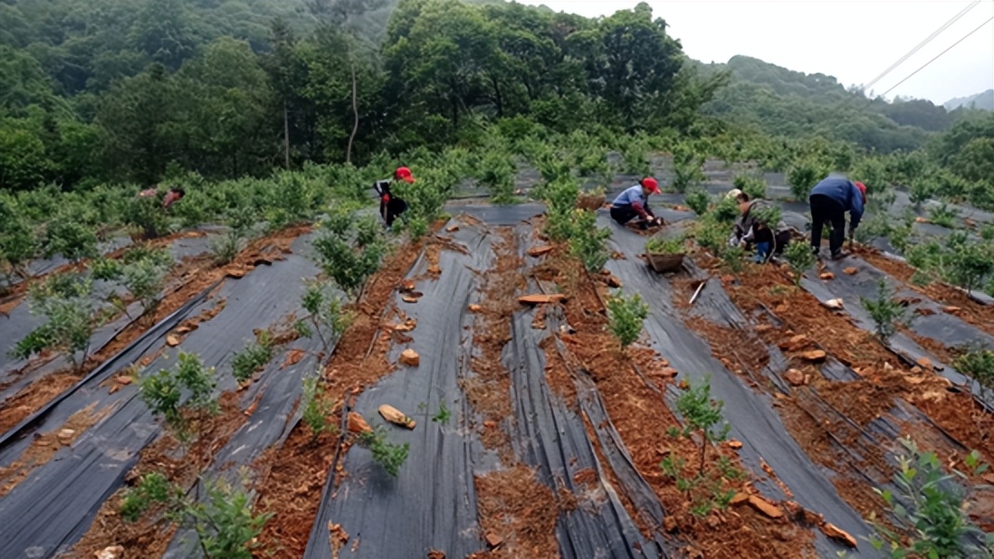 黄桃、蓝莓、西瓜……尧乡盛夏瓜果香，快来品尝夏天的味道！