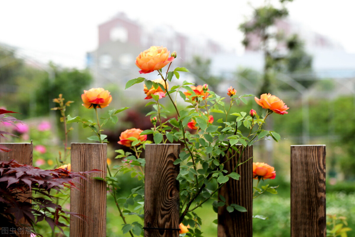 保姆丽芳的豪门生活196,她做保姆这些年豪门生活196集完整