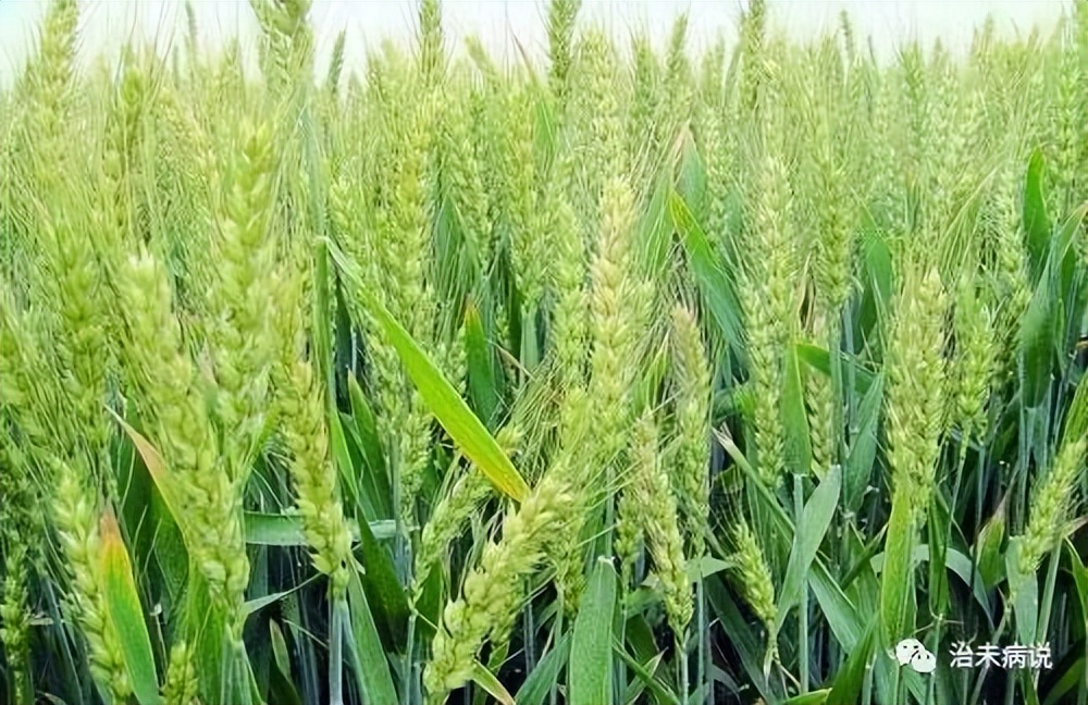 小麦面粉，我们天天在吃，可您真的吃对了吗？治未病，得健康，懂