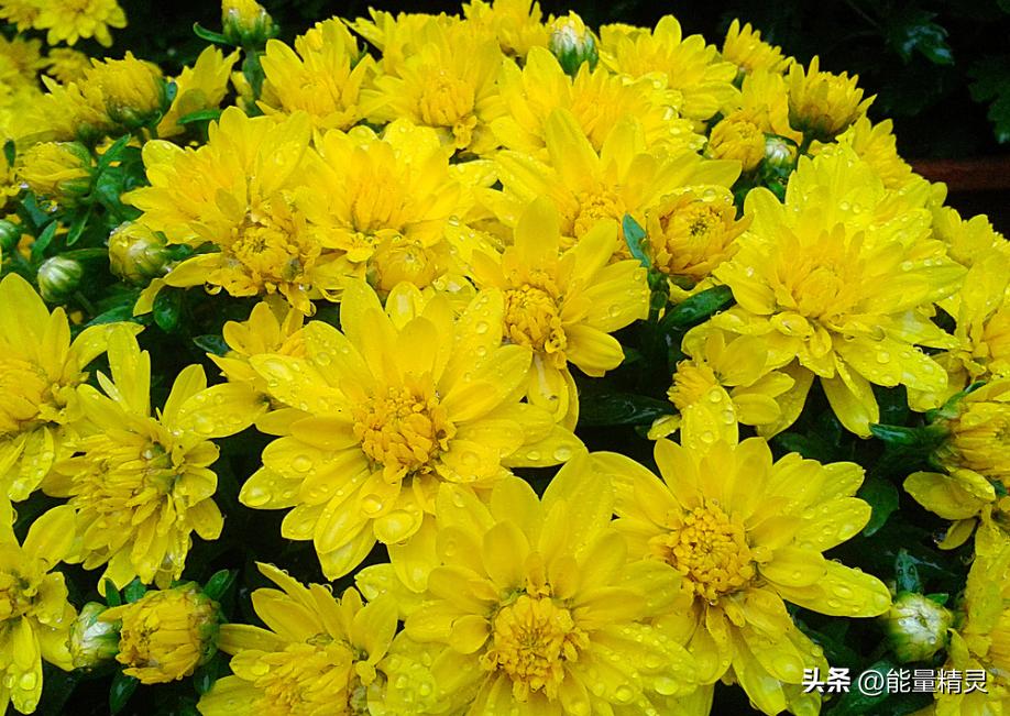 常见花的养护知识大全,各种花卉植物养护要点有哪些