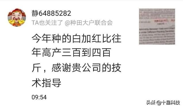 玉米混播高产吗,玉米混播有哪些品种