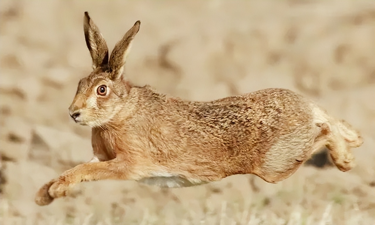 澳大利亚野兔泛滥成灾体重近百斤,澳大利亚野兔成灾野兔上百斤
