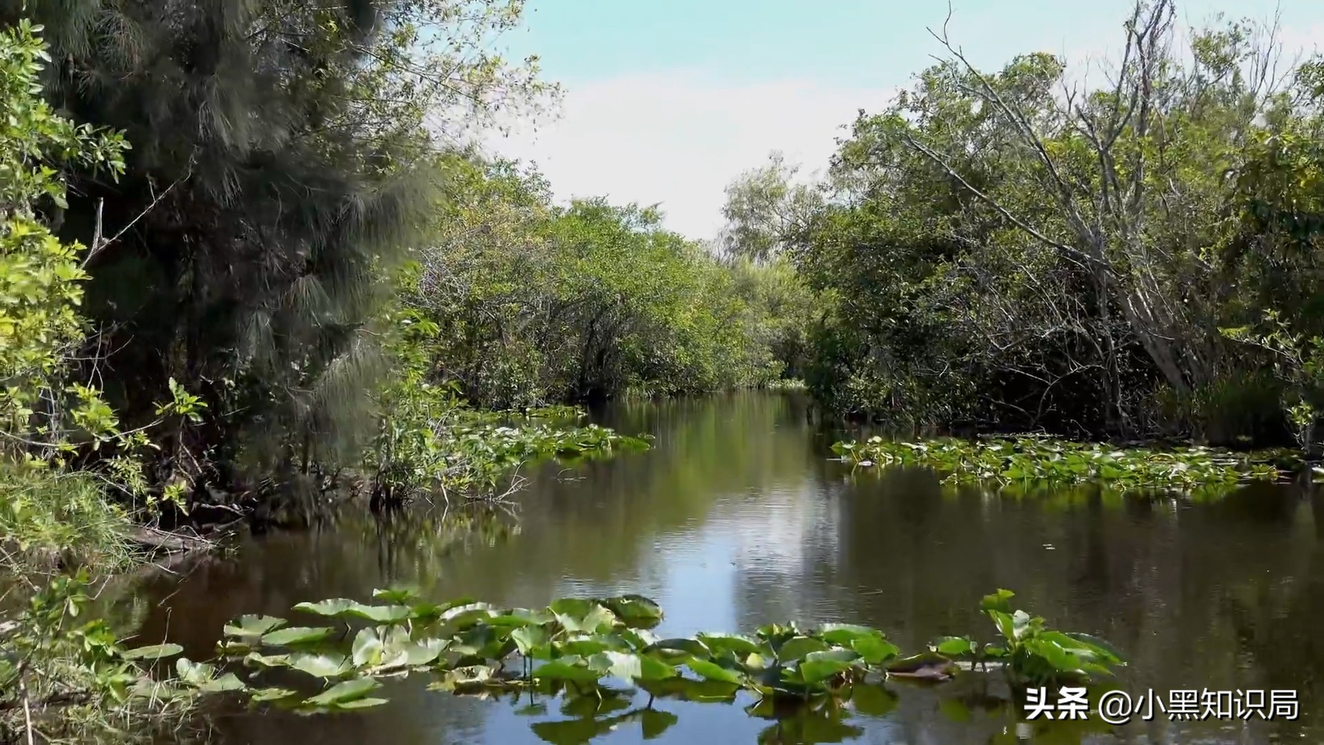 美国再遭生物入侵，30万只缅甸蟒泛滥成灾，最大能长9米，400斤重