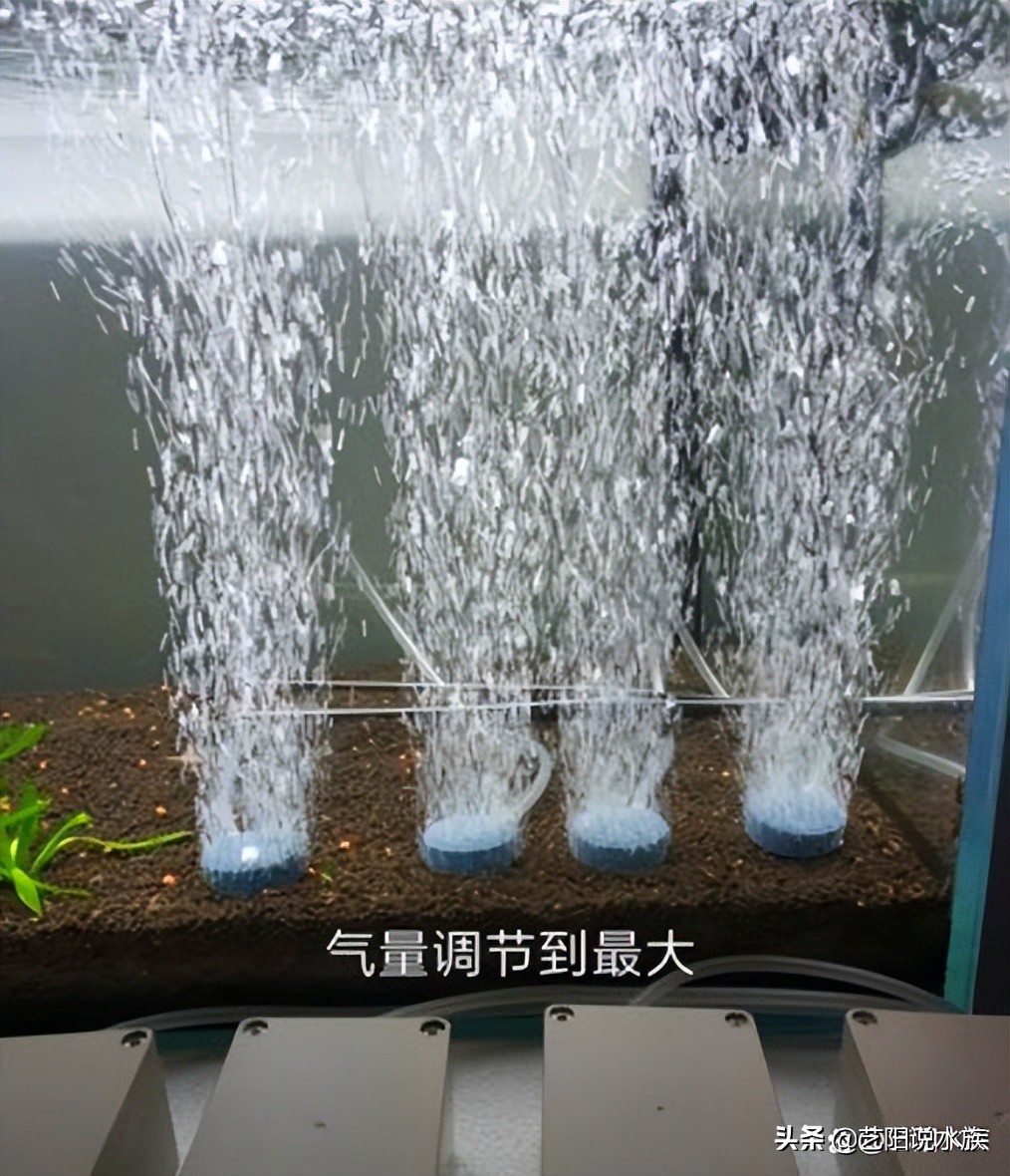 新手养锦鲤需要注意哪些事项,养锦鲤怎么养才最有效